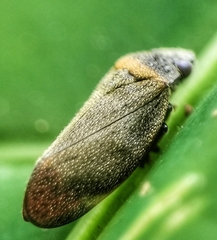 Eoscarta roseinervis