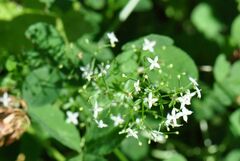 Galium intermedium