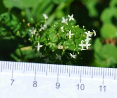 Galium intermedium