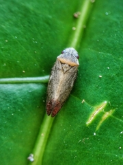Eoscarta roseinervis