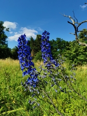 Delphinium cuneatum