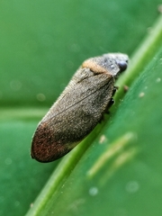 Eoscarta roseinervis