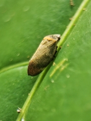 Eoscarta roseinervis