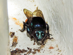 Eufriesea mexicana