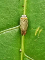 Eoscarta roseinervis