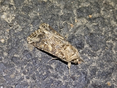 Spodoptera praefica