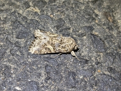 Spodoptera praefica