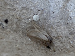 Acentria