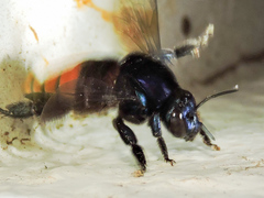 Eufriesea mexicana