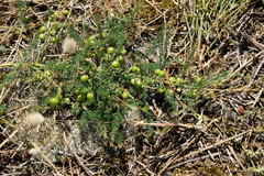 Asparagus prostratus