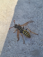 Polistes dominula