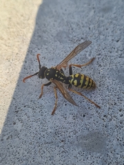 Polistes dominula