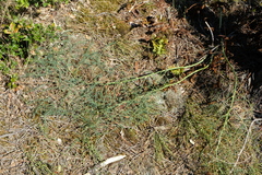 Asparagus prostratus