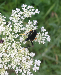 Exetastes fornicator nervulus