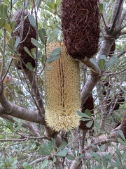 Banksia praemorsa
