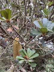 Banksia praemorsa