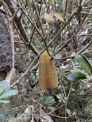 Banksia praemorsa