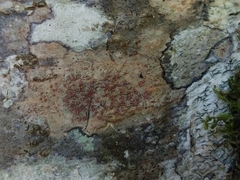Arthonia cinnabarina