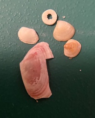 Ameritella versicolor