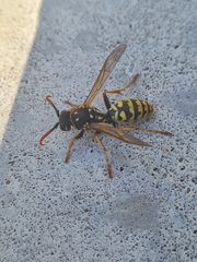 Polistes dominula