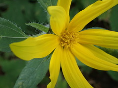 Helianthus