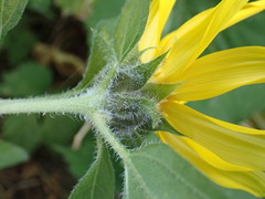 Helianthus