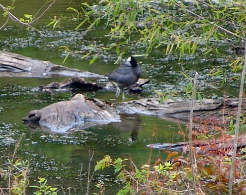 American Coot photographed in Arkansas
