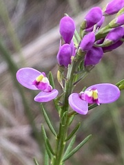 Comesperma virgatum