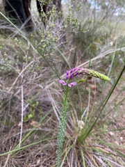 Comesperma virgatum