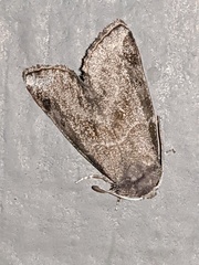 Plagiomimicus pityochromus