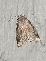 Plagiomimicus pityochromus