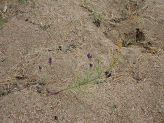 Linaria transiliensis