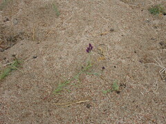 Linaria transiliensis