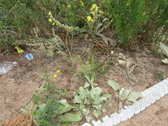 Verbascum songaricum