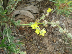 Verbascum songaricum