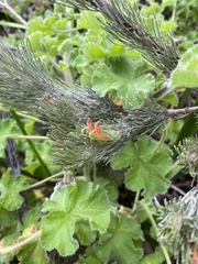 Adenanthos sericeus