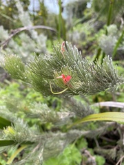 Adenanthos sericeus