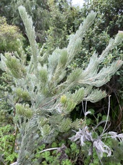 Adenanthos sericeus