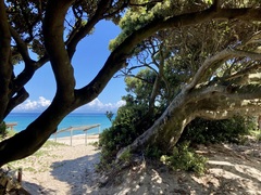 Cinnamomum daphnoides