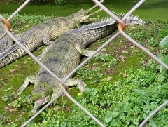 Gavialis gangeticus