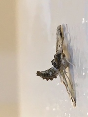 Leucinodes