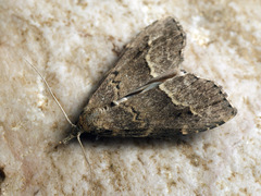 Schrankia taenialis