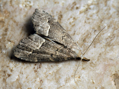 Schrankia taenialis