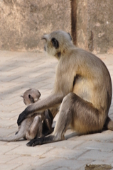 Semnopithecus entellus