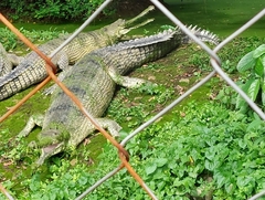 Gavialis gangeticus