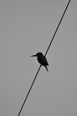 Halcyon smyrnensis