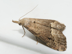 Schrankia taenialis