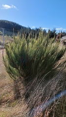 Dracophyllum acerosum