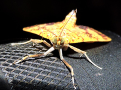 Portentomorpha xanthialis