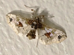 Leucinodes